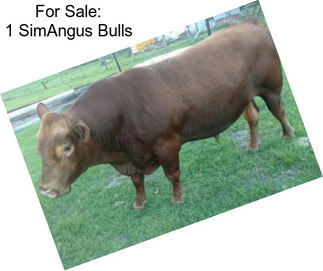 For Sale: 1 SimAngus Bulls