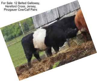 For Sale: 12 Belted Galloway, Hereford Cross, Jersey, Pinzgauer Cow/Calf Pairs