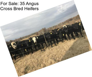 For Sale: 35 Angus Cross Bred Heifers