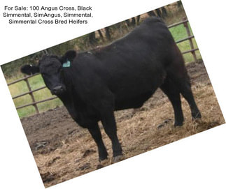 For Sale: 100 Angus Cross, Black Simmental, SimAngus, Simmental, Simmental Cross Bred Heifers