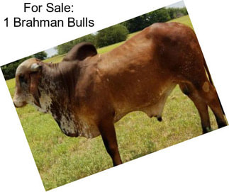 For Sale: 1 Brahman Bulls