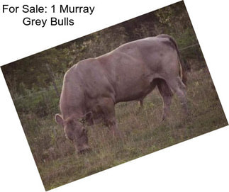 For Sale: 1 Murray Grey Bulls