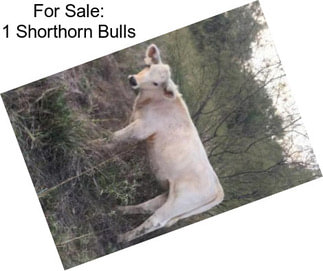 For Sale: 1 Shorthorn Bulls