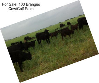 For Sale: 100 Brangus Cow/Calf Pairs