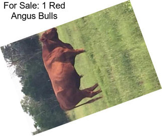 For Sale: 1 Red Angus Bulls