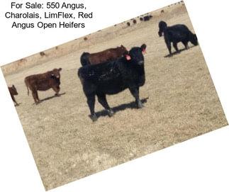 For Sale: 550 Angus, Charolais, LimFlex, Red Angus Open Heifers