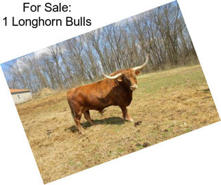 For Sale: 1 Longhorn Bulls