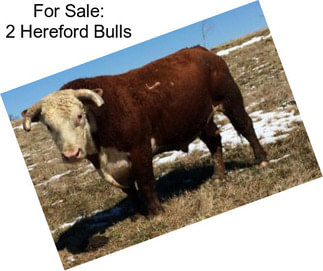 For Sale: 2 Hereford Bulls