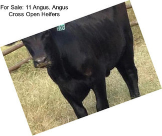 For Sale: 11 Angus, Angus Cross Open Heifers