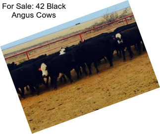 For Sale: 42 Black Angus Cows