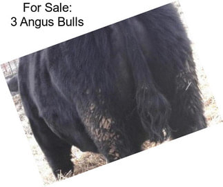 For Sale: 3 Angus Bulls