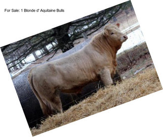 For Sale: 1 Blonde d\' Aquitaine Bulls