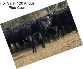 For Sale: 120 Angus Plus Cows