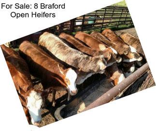 For Sale: 8 Braford Open Heifers