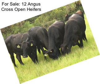 For Sale: 12 Angus Cross Open Heifers