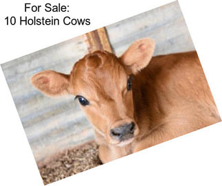 For Sale: 10 Holstein Cows