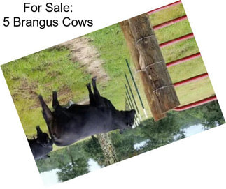 For Sale: 5 Brangus Cows