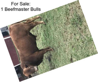 For Sale: 1 Beefmaster Bulls