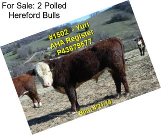 For Sale: 2 Polled Hereford Bulls