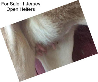 For Sale: 1 Jersey Open Heifers