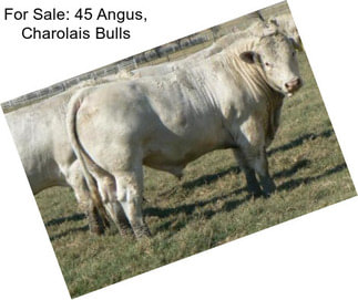 For Sale: 45 Angus, Charolais Bulls