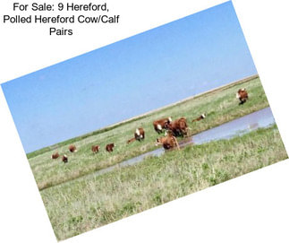 For Sale: 9 Hereford, Polled Hereford Cow/Calf Pairs