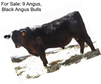 For Sale: 9 Angus, Black Angus Bulls