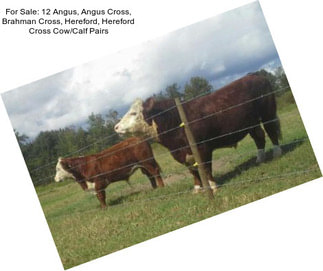 For Sale: 12 Angus, Angus Cross, Brahman Cross, Hereford, Hereford Cross Cow/Calf Pairs