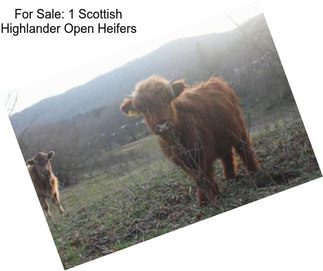 For Sale: 1 Scottish Highlander Open Heifers