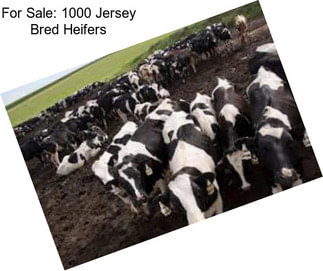 For Sale: 1000 Jersey Bred Heifers