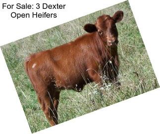 For Sale: 3 Dexter Open Heifers