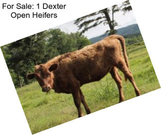 For Sale: 1 Dexter Open Heifers