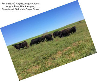 For Sale: 45 Angus, Angus Cross, Angus Plus, Black Angus, Crossbred, Gelbvieh Cross Cows