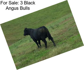 For Sale: 3 Black Angus Bulls