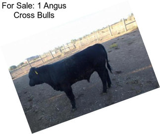 For Sale: 1 Angus Cross Bulls