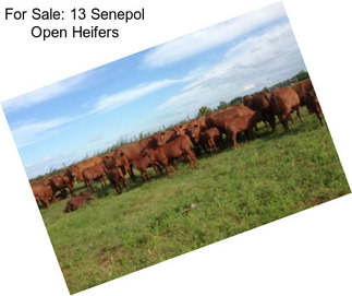 For Sale: 13 Senepol Open Heifers