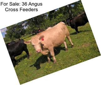 For Sale: 36 Angus Cross Feeders