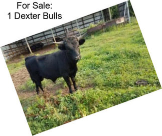 For Sale: 1 Dexter Bulls