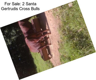 For Sale: 2 Santa Gertrudis Cross Bulls