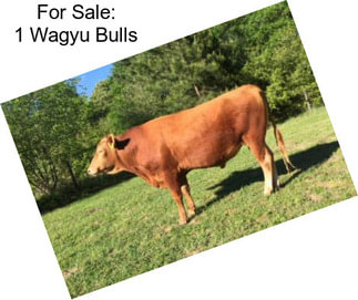 For Sale: 1 Wagyu Bulls