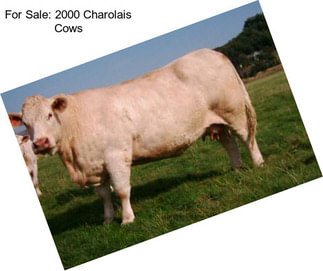 For Sale: 2000 Charolais Cows
