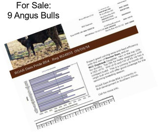 For Sale: 9 Angus Bulls