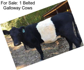 For Sale: 1 Belted Galloway Cows