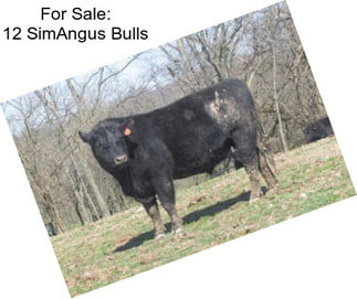 For Sale: 12 SimAngus Bulls