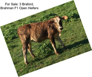 For Sale: 3 Braford, Brahman F1 Open Heifers