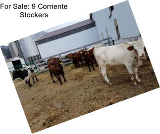 For Sale: 9 Corriente Stockers
