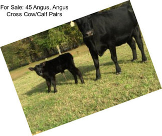 For Sale: 45 Angus, Angus Cross Cow/Calf Pairs