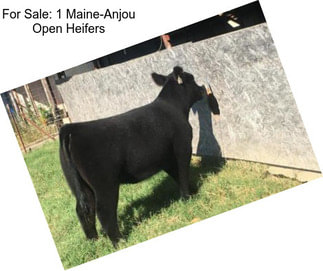 For Sale: 1 Maine-Anjou Open Heifers