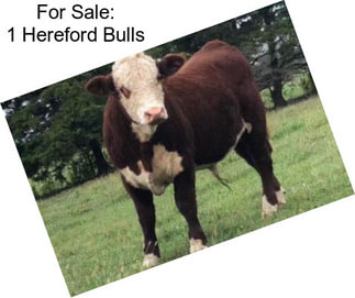 For Sale: 1 Hereford Bulls