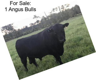 For Sale: 1 Angus Bulls